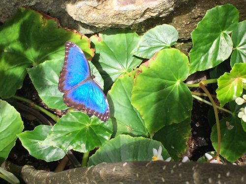 iridescent butterfly wings